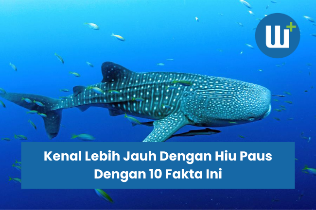 Kenal Lebih Jauh Dengan Hiu Paus Dengan 10 Fakta Ini